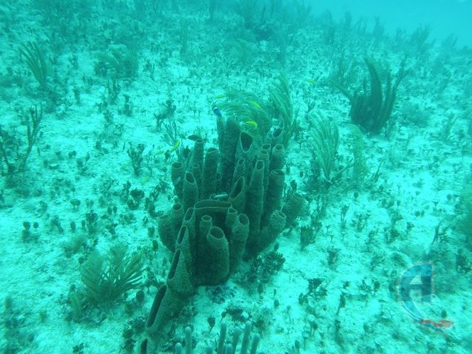 coral blando del caribe
